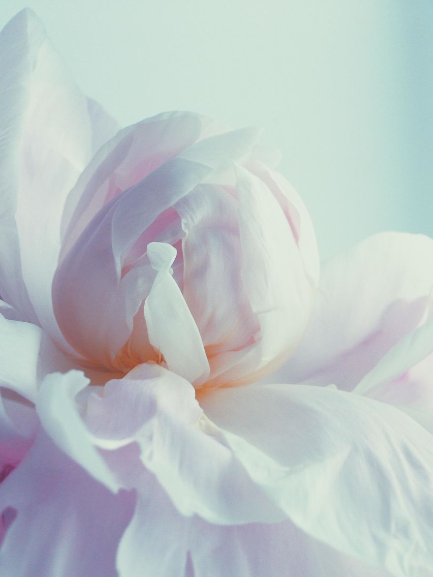 Smetanina Julia From Moscow, Russia, 2nd Place, Floral