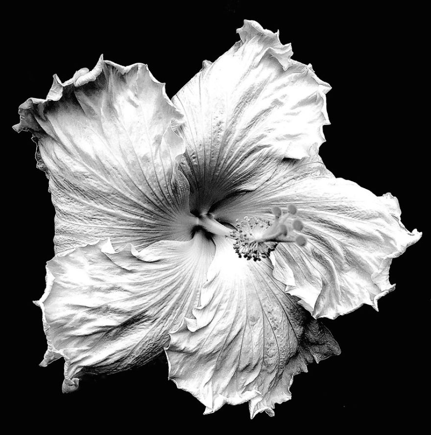 Laura Warren From Putney, Vt, United States, 3rd Place, Floral