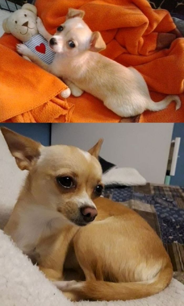 Myshi At 4 Months And 2 Years