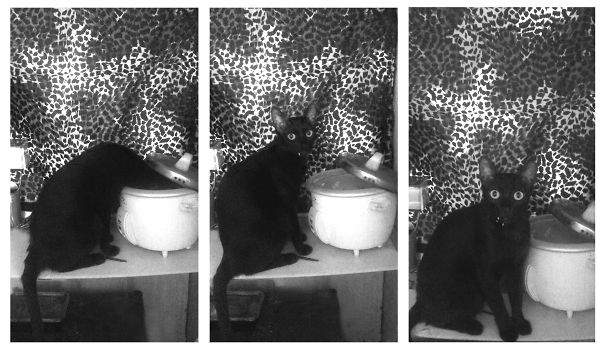 Not Her! Its Her Human Thats Caught Redhanded Spying!