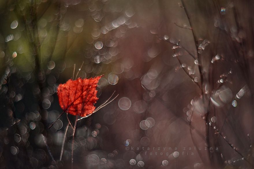 I Capture The Beautiful Polish Nature Through A Macro Lens I Capture The Beautiful Polish Nature Through A Macro Lens