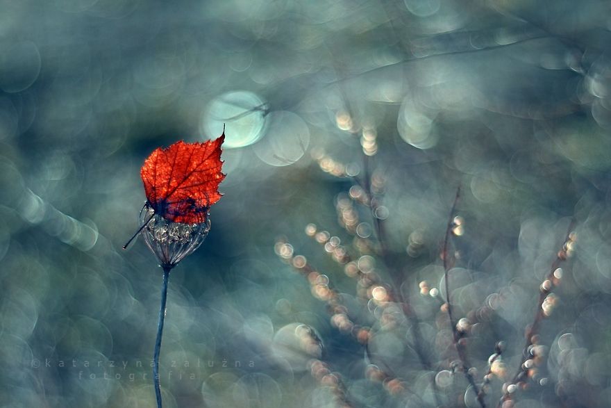 I Capture The Beautiful Polish Nature Through A Macro Lens I Capture The Beautiful Polish Nature Through A Macro Lens