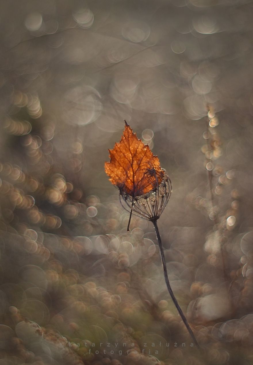 I Capture The Beautiful Polish Nature Through A Macro Lens I Capture The Beautiful Polish Nature Through A Macro Lens