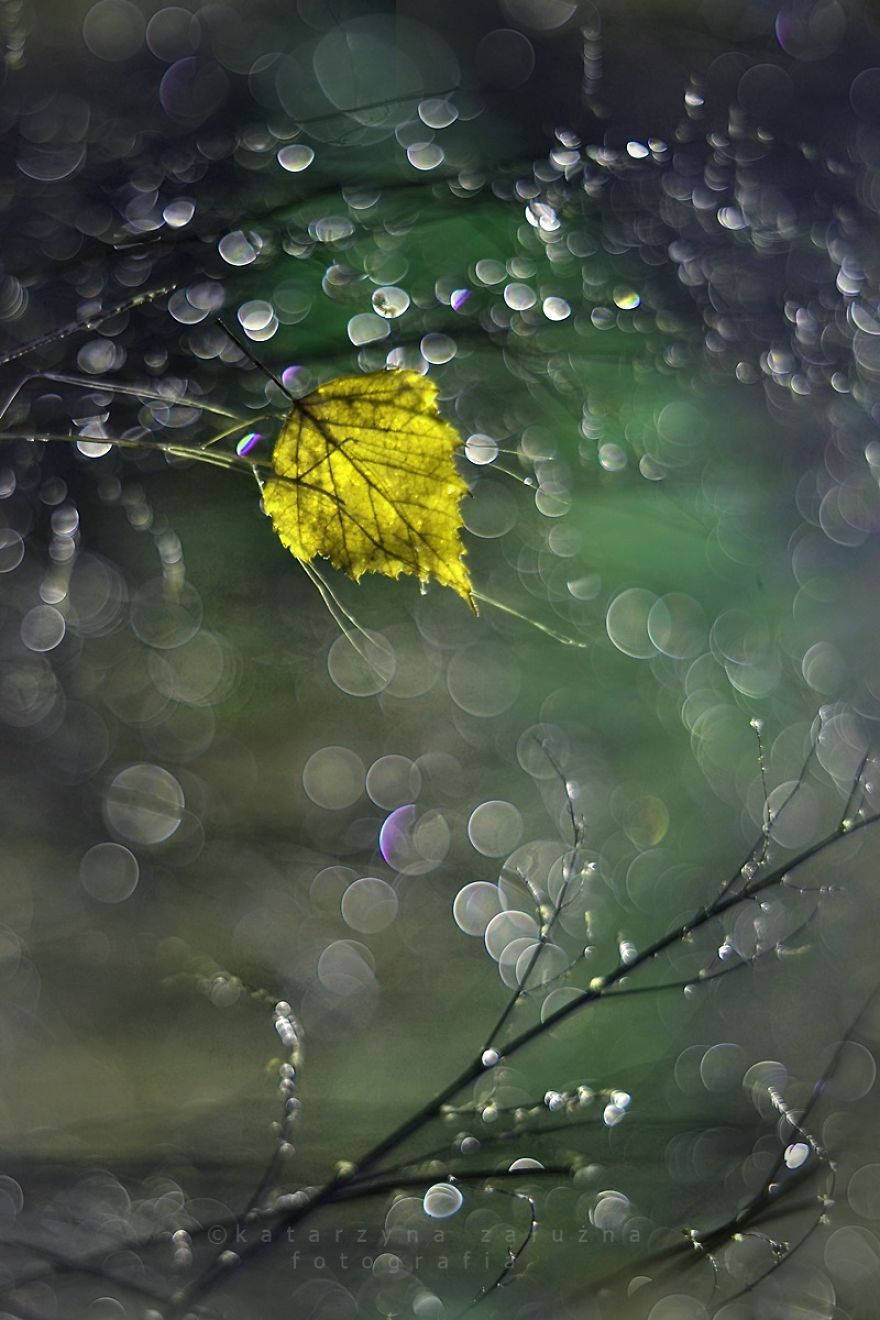 I Capture The Beautiful Polish Nature Through A Macro Lens I Capture The Beautiful Polish Nature Through A Macro Lens