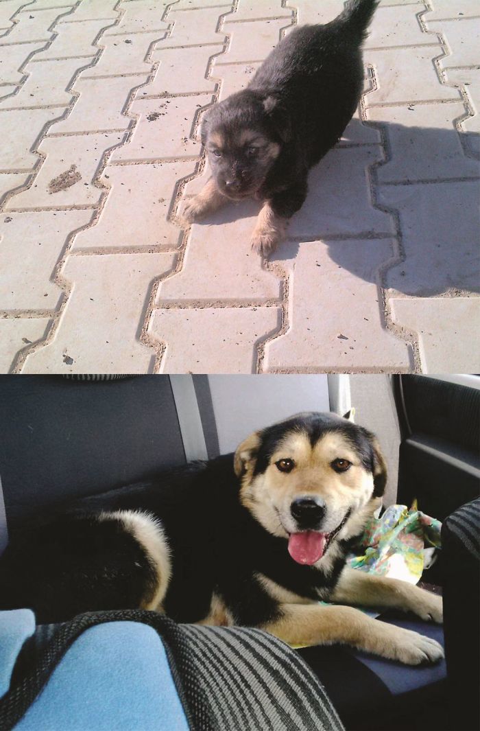 „the Badger” 5 Years Apart... Surviver Born Underground And Surfaced Just In Time To Be Loved...