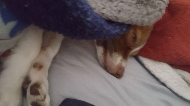 This How Hudson Loves To Sleep. Nose Peaking Out While Tucked Under Moms Blankets.