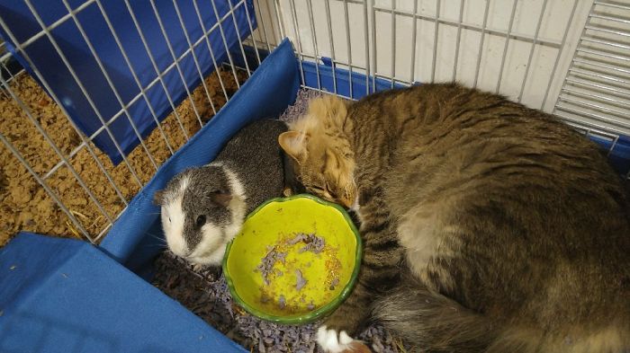 Her Bff Is Our Guinea Pig. This Is Actually The Norm