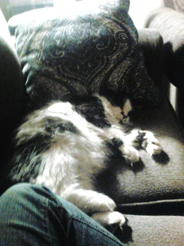 My Cat Said She Would Cut Back On The Naps