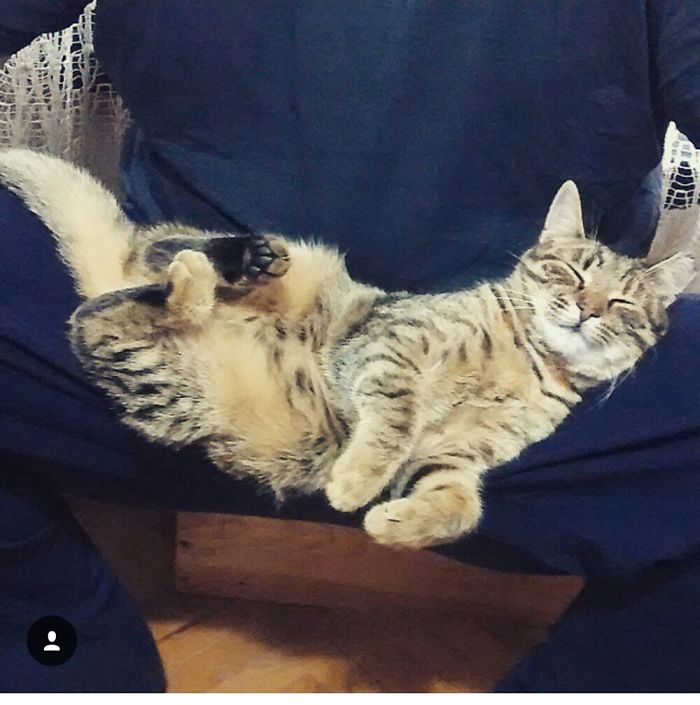 Cat Balancing Between Legs
