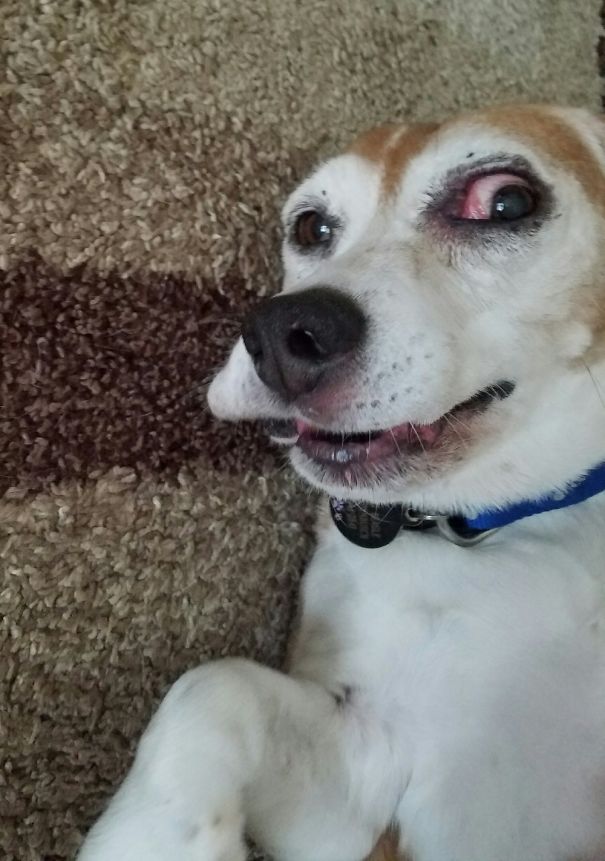 Louie J Beagle Just Chillin'