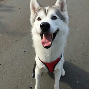 johanna-oerwen avatar