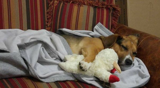 Mr. Baggins Fell Asleep Like This While Waiting For Game Night To End.