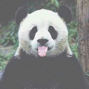 razan-saraireh avatar