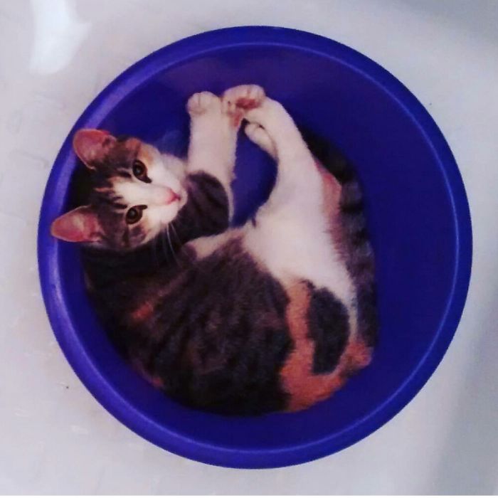 Found My Cat In The Bathroom.