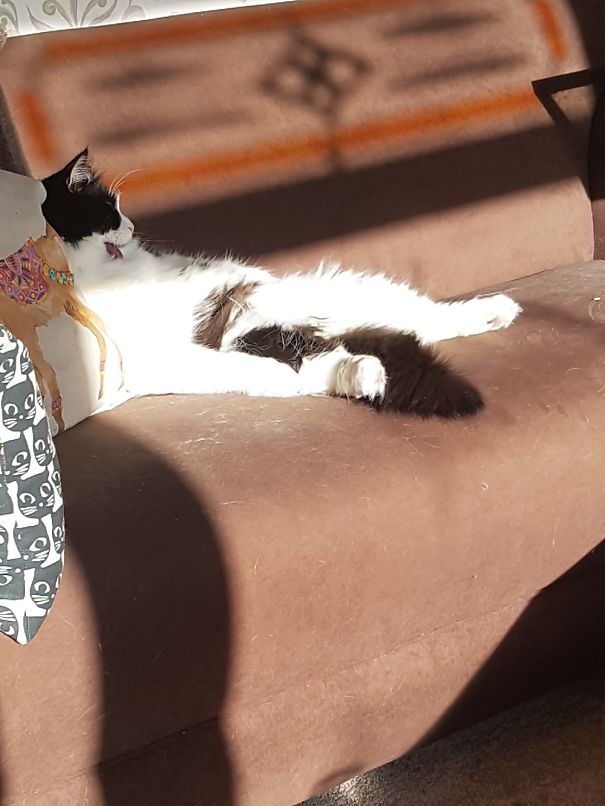 Sleeping With His Tongue Out! Big Day On Catnip!