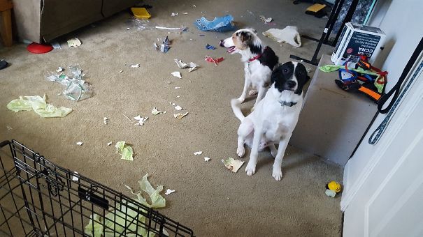 I Wonder Who Made This Mess? Busted!