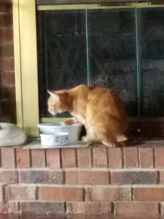 My Dads Cat Is Weird She Drinks Water By Scooping It With Her Paw Everytime