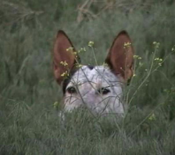 Tondo Thought He Was A Cat. Leg Rubs And All. Here Is Hiding And Getting Ready To Pounce. Rip ❤