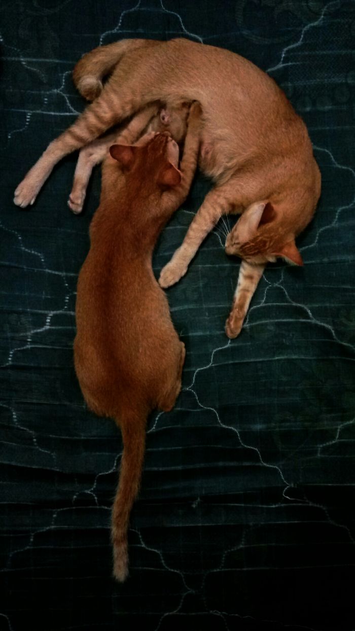 Pregnant And Love To Breastfeed