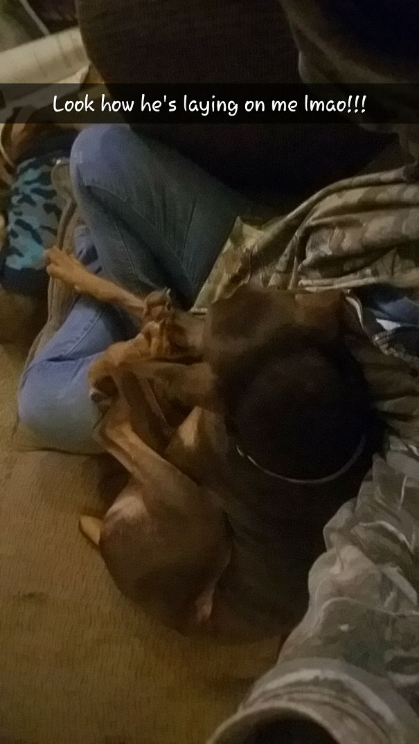 I Think My Dog Broke