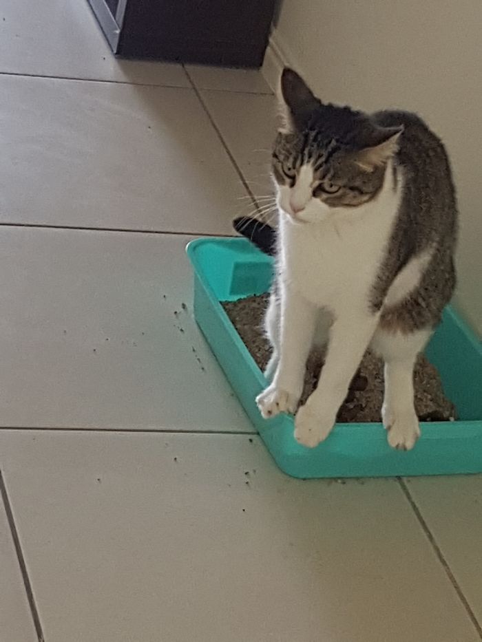 Must Not Touch The Litter!