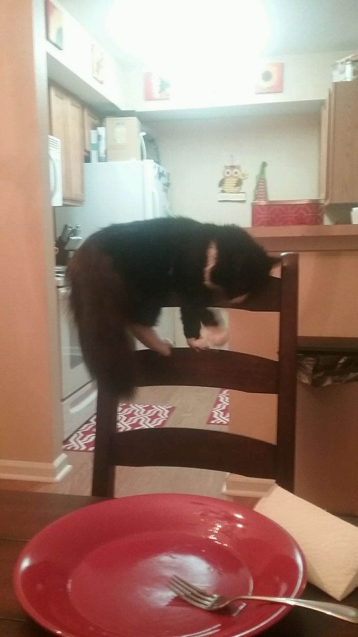 Nap Time, Sleepy Kitty