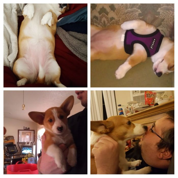 Corgi At 8 Weeks Old ( Top Right, Bottom Left) Aurora At 5 Yrs Old. Still Goofy