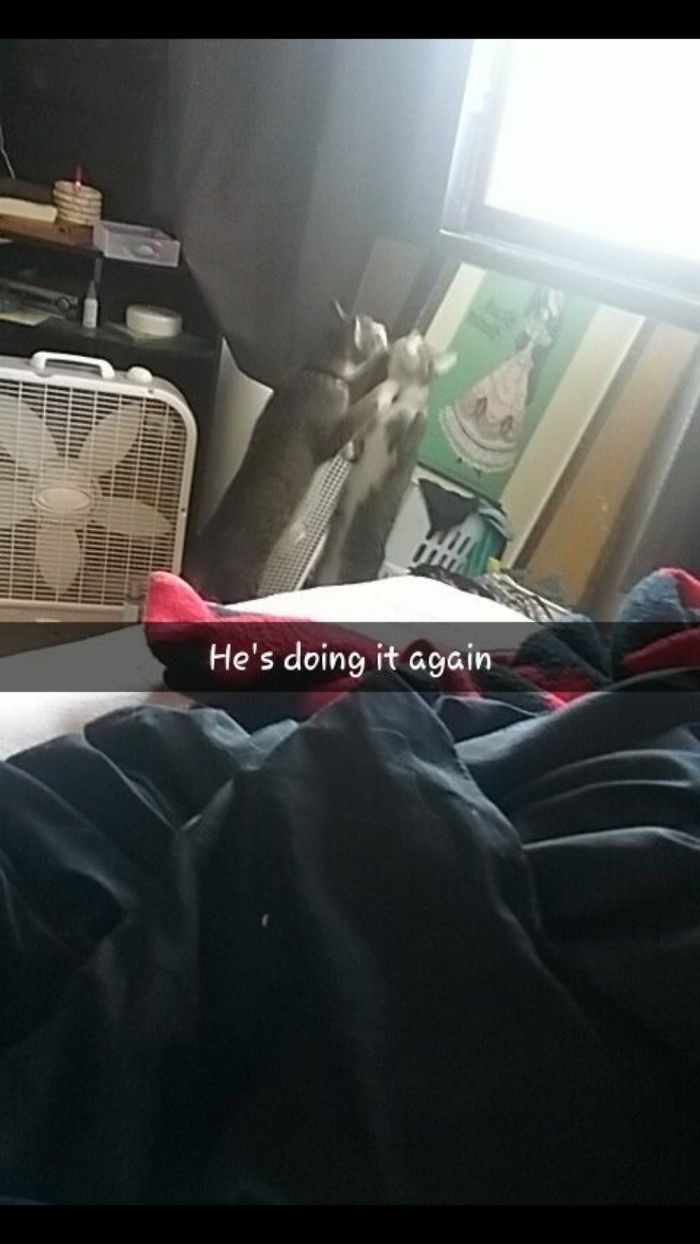 He Either Sits And Stares At Himself In The Mirror Or Attacts The Cat Staring Back At Him.