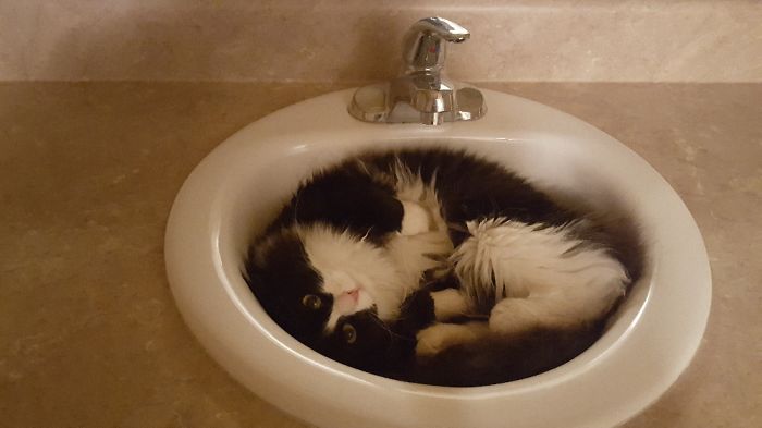 Freya's Favorite Nap Spot In The House!