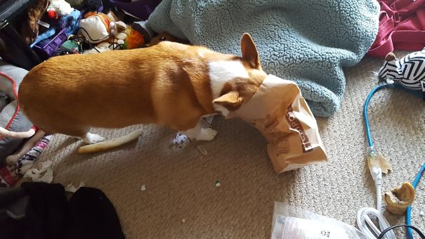 Someone Got Caught Eating Mom's Chipolte Chips.