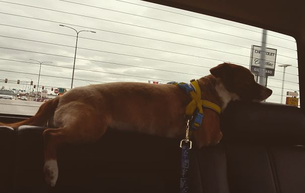 He's Not Quiet A Puppy... He's No Kitty. He Is A Durpe