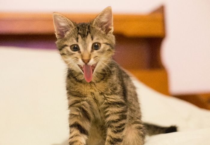 His Yawning Face Is Just Beautiful.