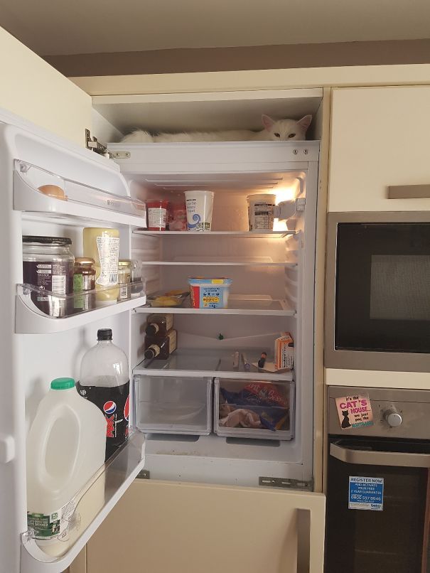 If I Lie Here Maybe She Wont Notice Me! I Really Need That Jelly Pot!