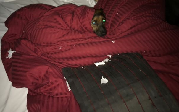 Found That Deckard Haf Cacooned Himself When I Tried To Go To Bed.