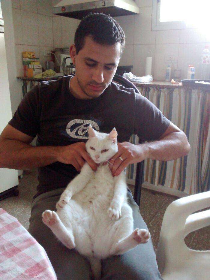 My Cat Likes Massaje