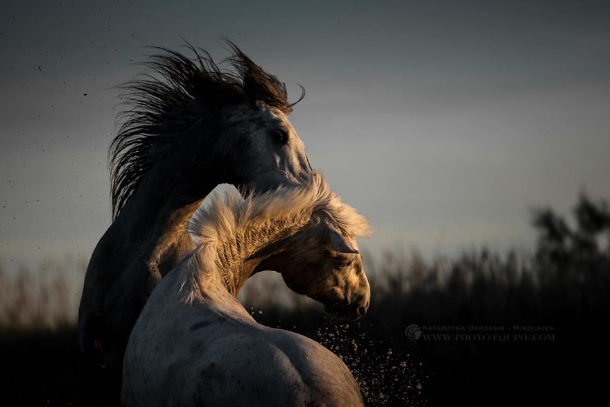 I Photograph Horses Of The Sea