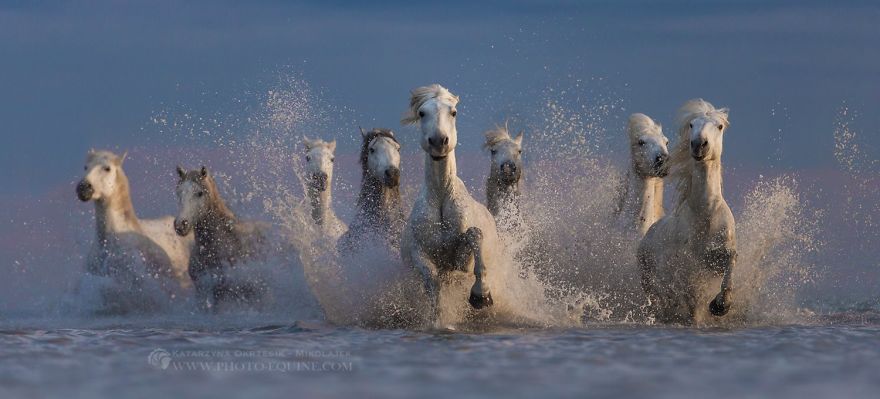 I Photograph Horses Of The Sea