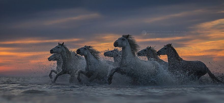 I Photograph Horses Of The Sea