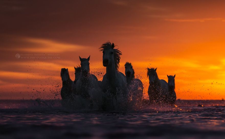I Photograph Horses Of The Sea