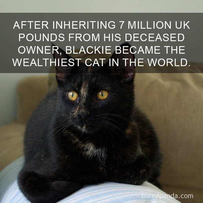 Cat Fact