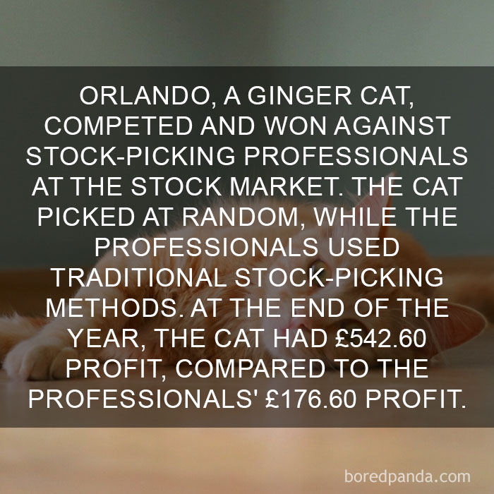 Cat Fact