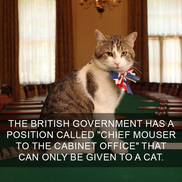 Cat Fact