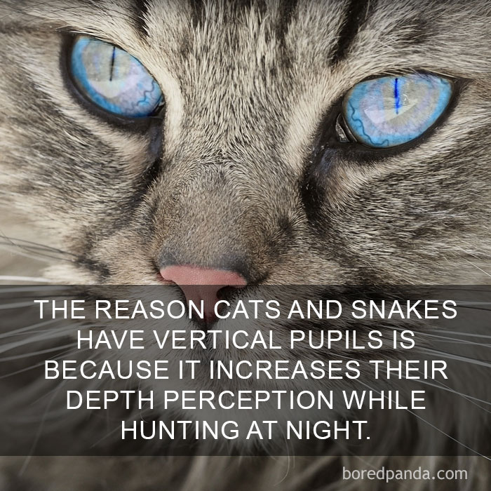 Cat Fact