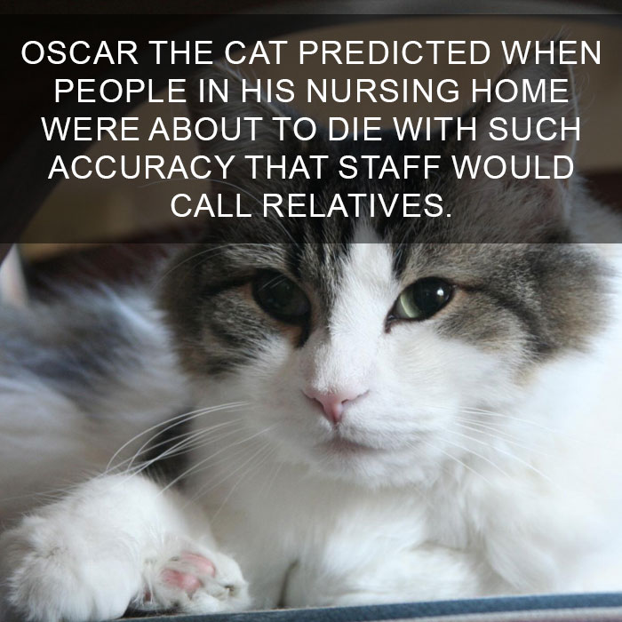 Cat Fact