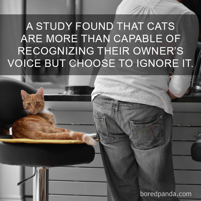 Cat Fact