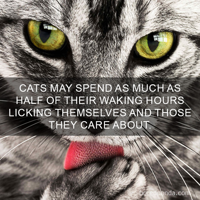 Cat Fact