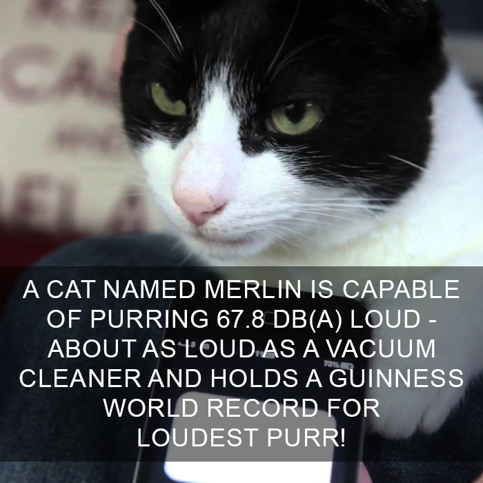 Cat Fact