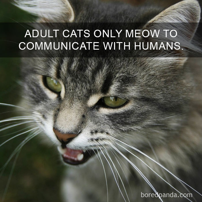 Cat Fact