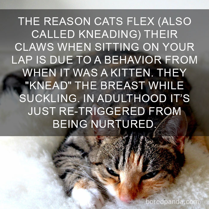 Cat Fact
