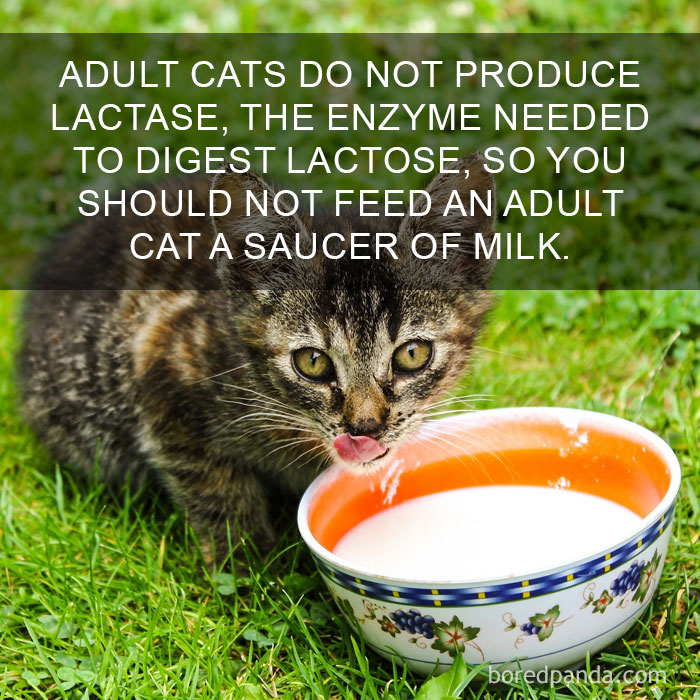 Cat Fact